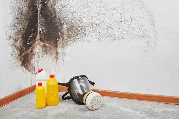 Best Mold Testing  in Olmos Park, TX
