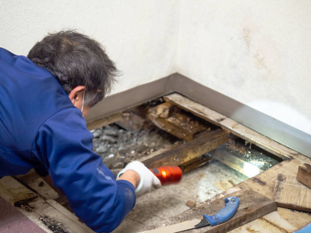Mold Testing and Removal in Olmos Park, TX