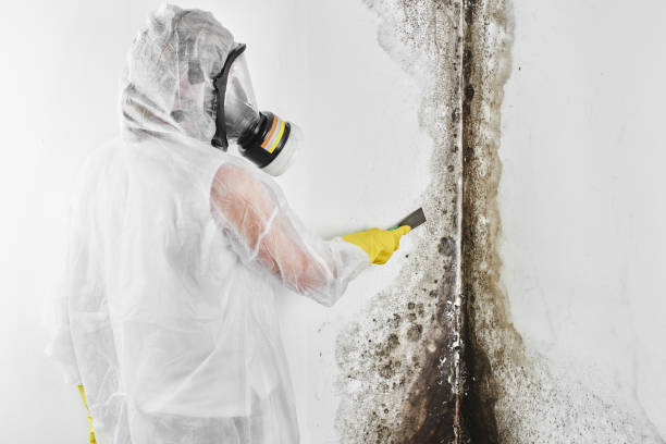 Professional Mold Removal in Olmos Park, TX