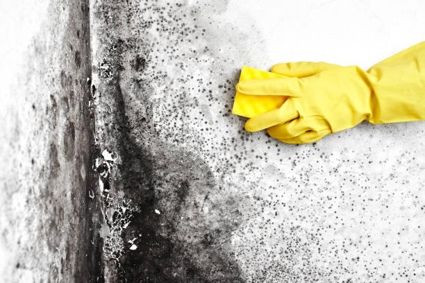 Best Commercial Mold Removal  in Olmos Park, TX