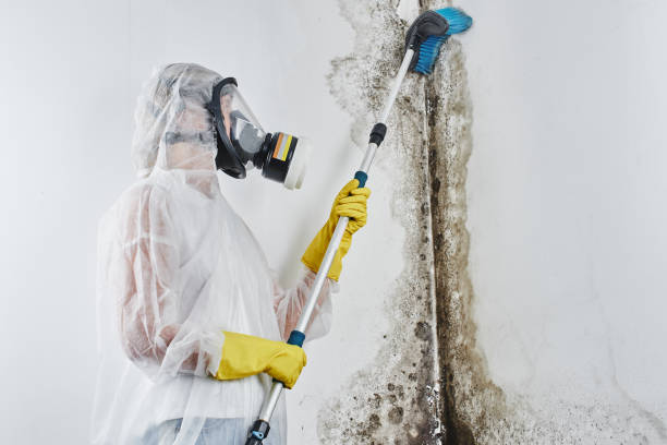 Attic Mold Removal in Olmos Park, TX