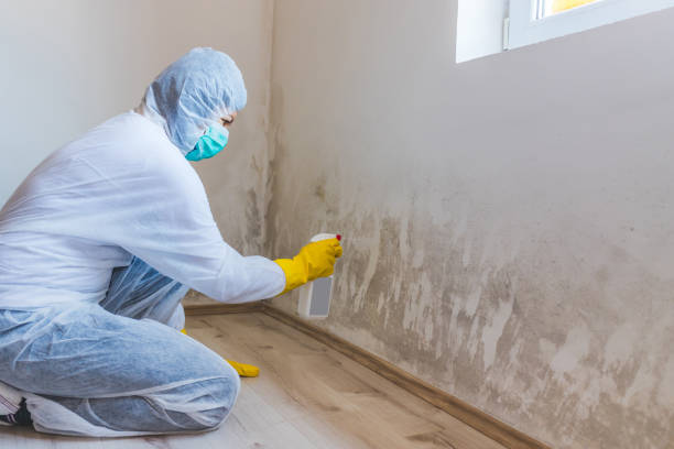 Mold Removal Process in Olmos Park, TX