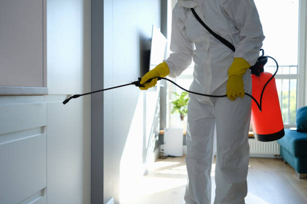 Best Mold Damage Repair  in Olmos Park, TX