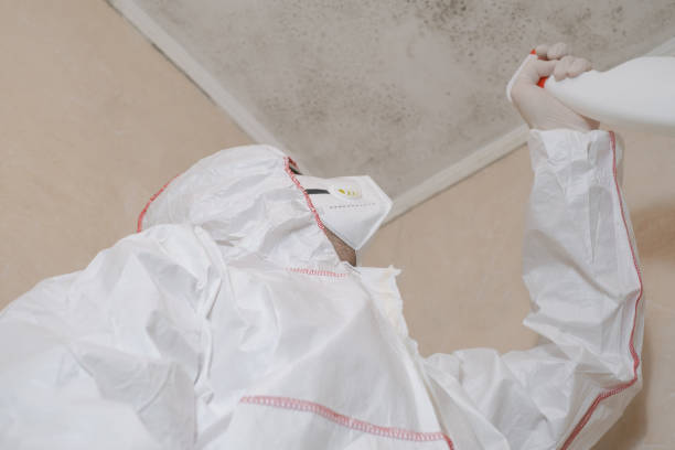 Best Certified Mold Removal  in Olmos Park, TX