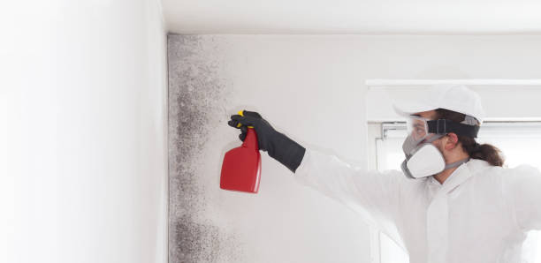 Best Emergency Mold Removal  in Olmos Park, TX