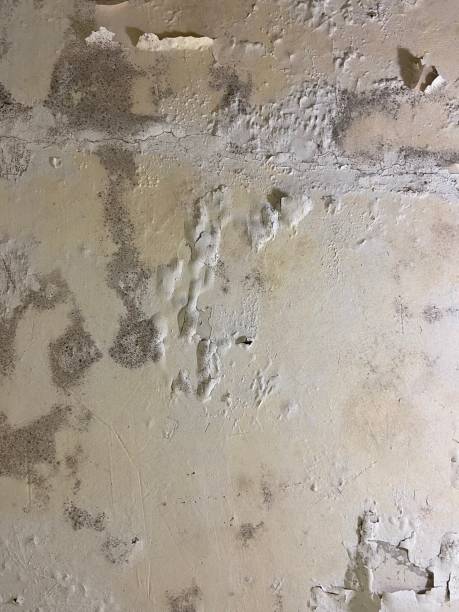 Best Attic Mold Removal  in Olmos Park, TX