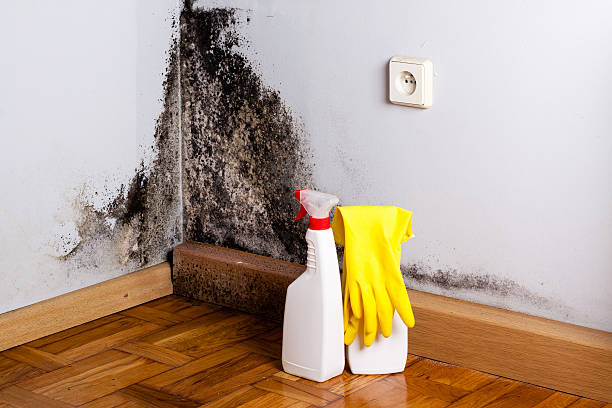 Best Mold Cleaning Services  in Olmos Park, TX