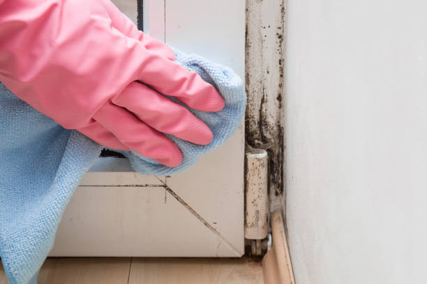 Best Mold Testing  in Olmos Park, TX